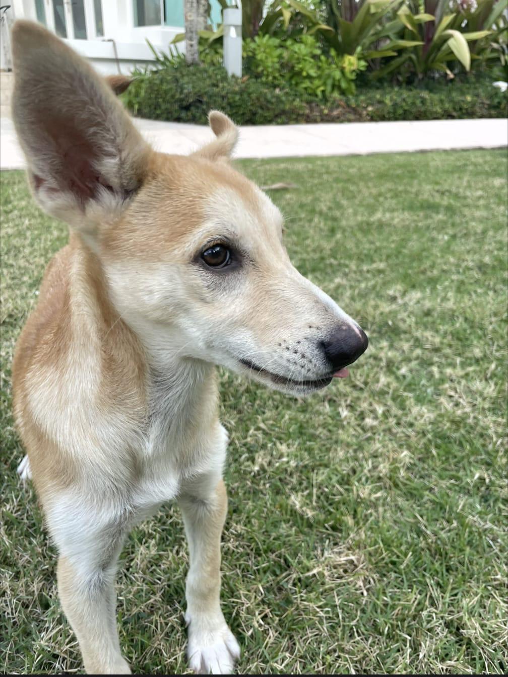 MARGARITA, a Adoptable mixed breed in Annapolis, NY image 2/5