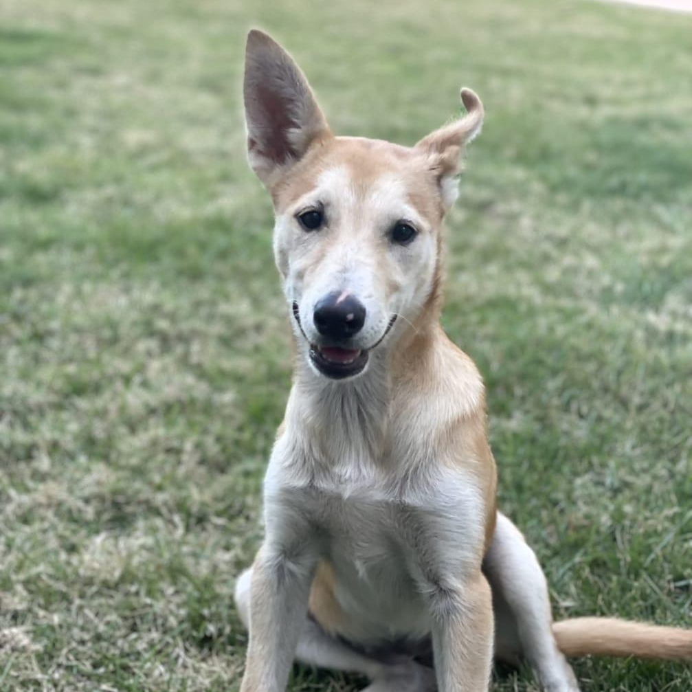 MARGARITA, a Adoptable mixed breed in Annapolis, NY image 1/5