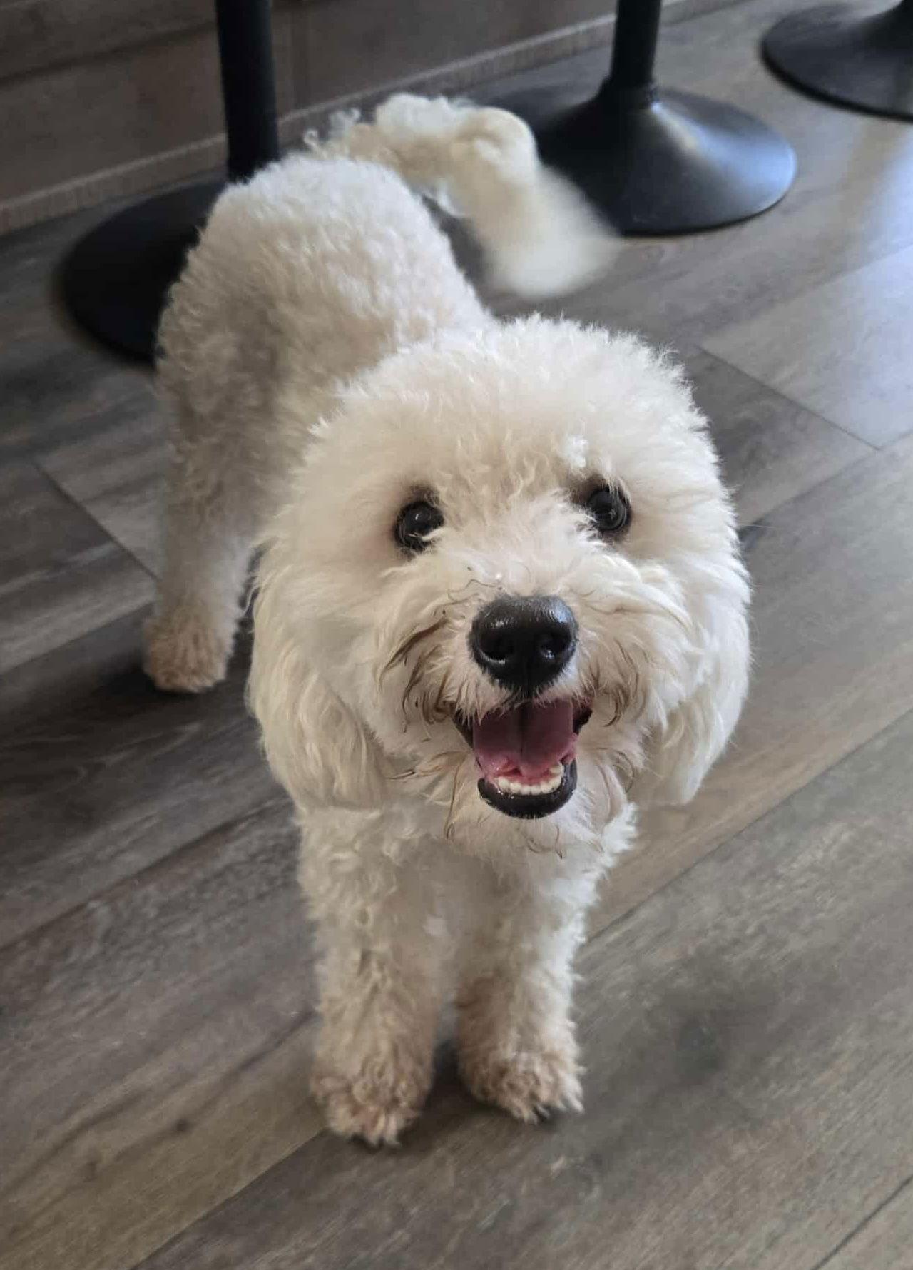 Enlarge Lucas, a Adopted Poodle in Helotes, TX image 1/1