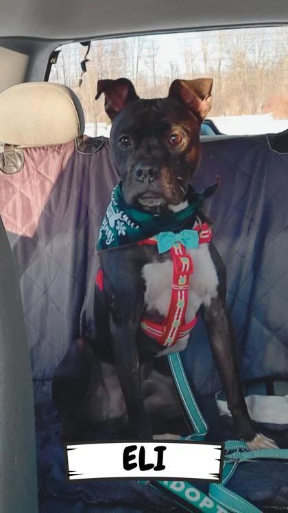 Enlarge Eli, a Adoptable mixed breed in Ashtabula, OH image 2/3