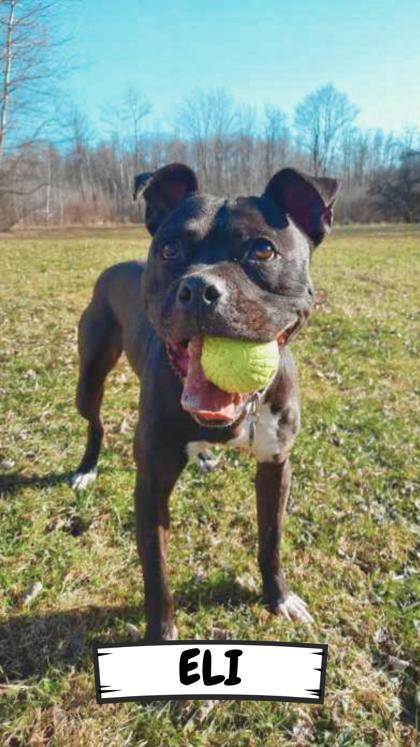 Eli, a Adoptable mixed breed in Ashtabula, OH image 2/2