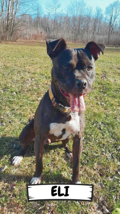 Enlarge Eli, a Adoptable mixed breed in Ashtabula, OH image 3/3