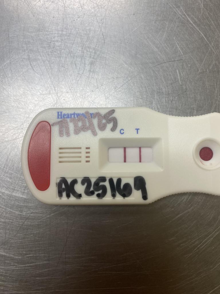 Opera, Adoptable, Adult Female Mixed Breed.