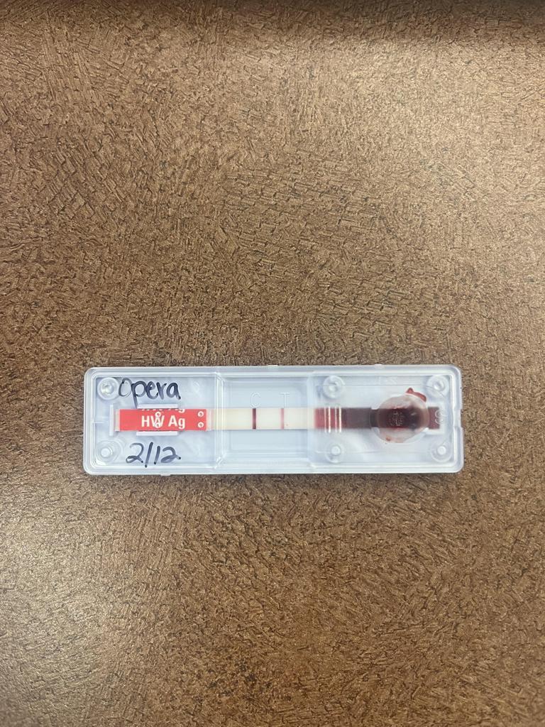 Enlarge Opera, a Adoptable mixed breed in Florence, SC image 2/5