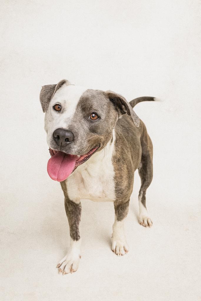 Enlarge Opera, a Adoptable mixed breed in Florence, SC image 3/5