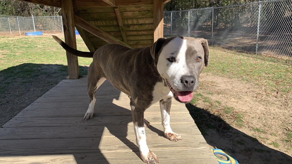 Enlarge Opera, a Adoptable mixed breed in Florence, SC image 4/5
