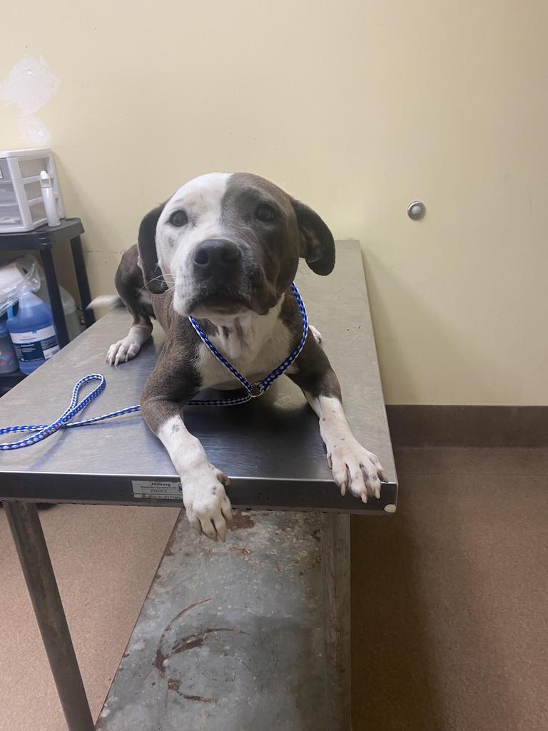 Enlarge Opera, a Adoptable mixed breed in Florence, SC image 5/5