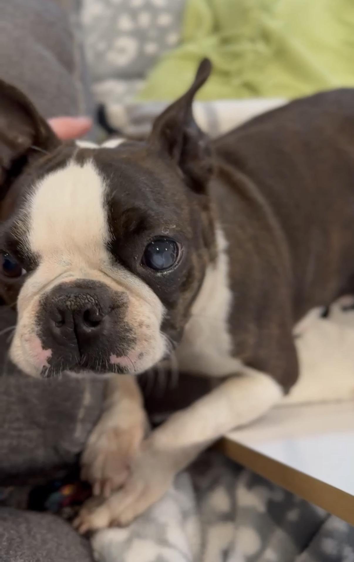 Enlarge Cupcake , a ADOPTABLE Boston Terrier in Sacramento, CA image 5/6