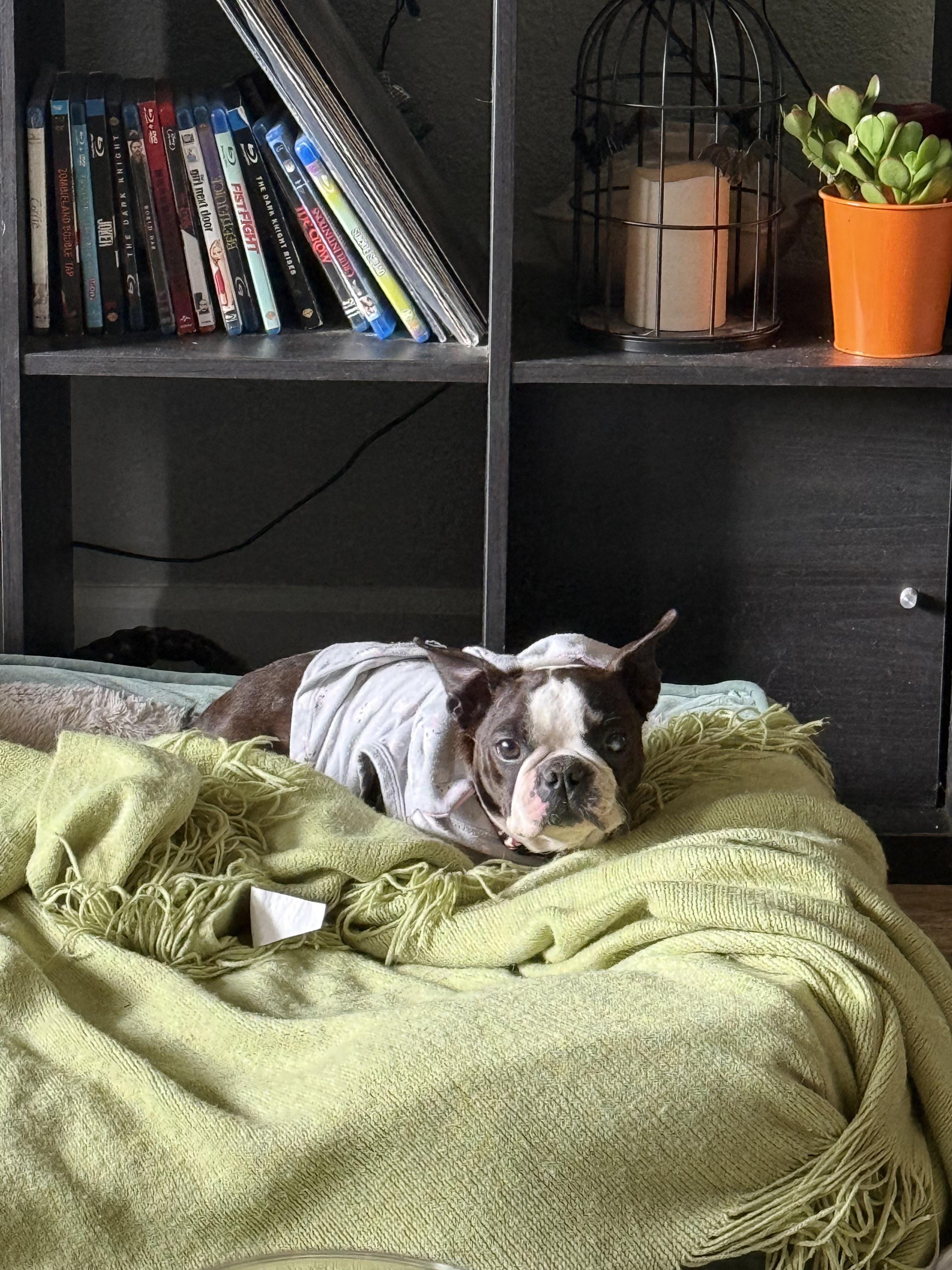 Enlarge Cupcake , a ADOPTABLE Boston Terrier in Sacramento, CA image 6/6