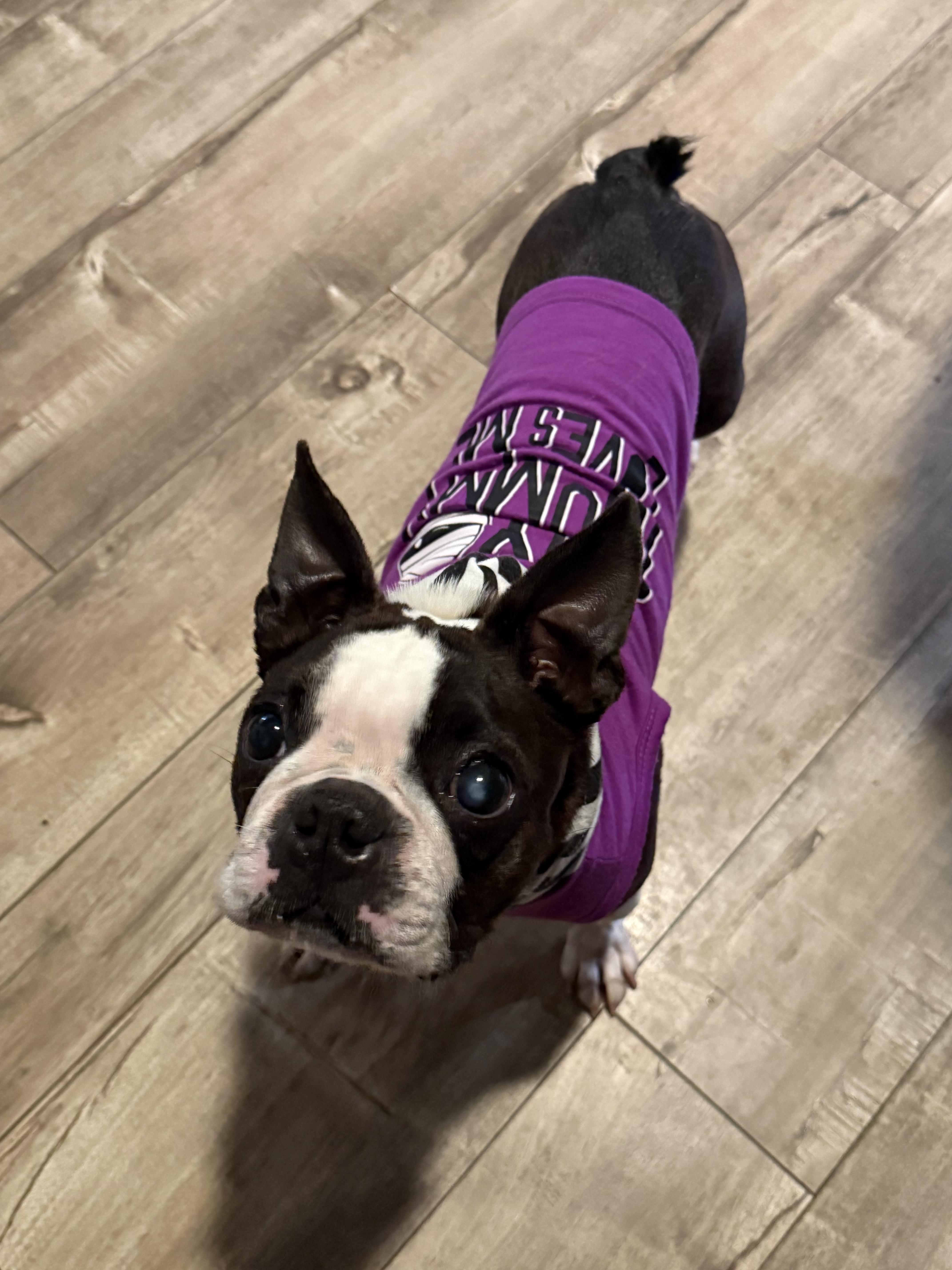 Enlarge Cupcake , a ADOPTABLE Boston Terrier in Sacramento, CA image 1/6