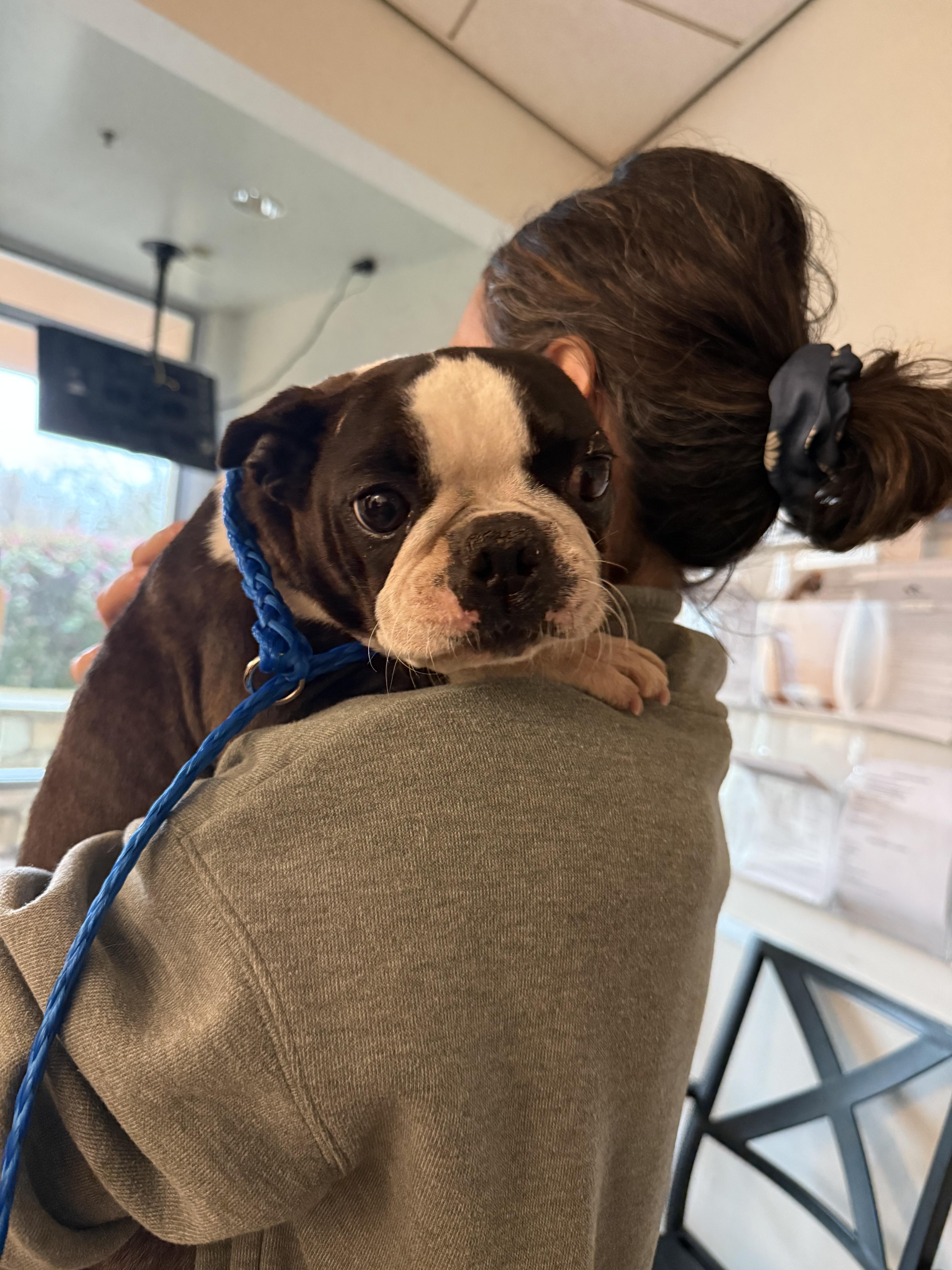 Enlarge Cupcake , a ADOPTABLE Boston Terrier in Sacramento, CA image 3/6