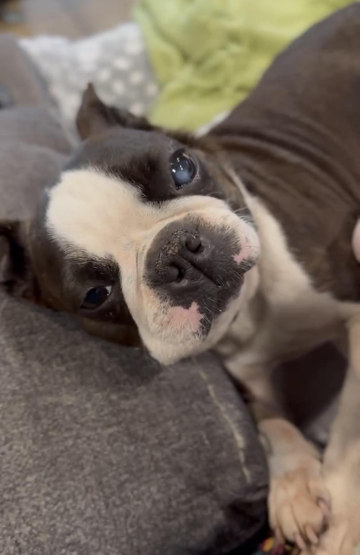 Enlarge Cupcake , a ADOPTABLE Boston Terrier in Sacramento, CA image 2/6