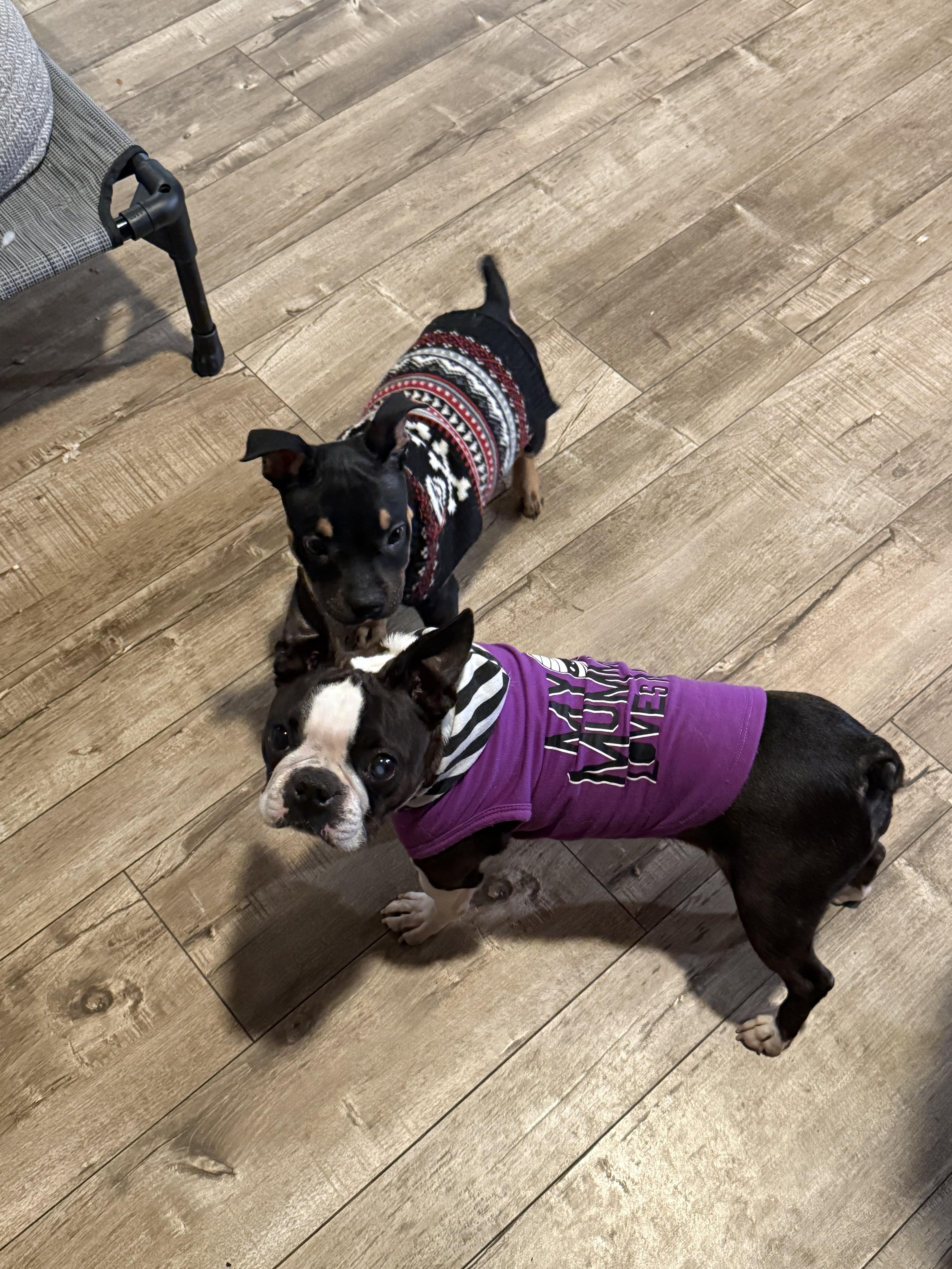 Enlarge Cupcake , a ADOPTABLE Boston Terrier in Sacramento, CA image 4/6