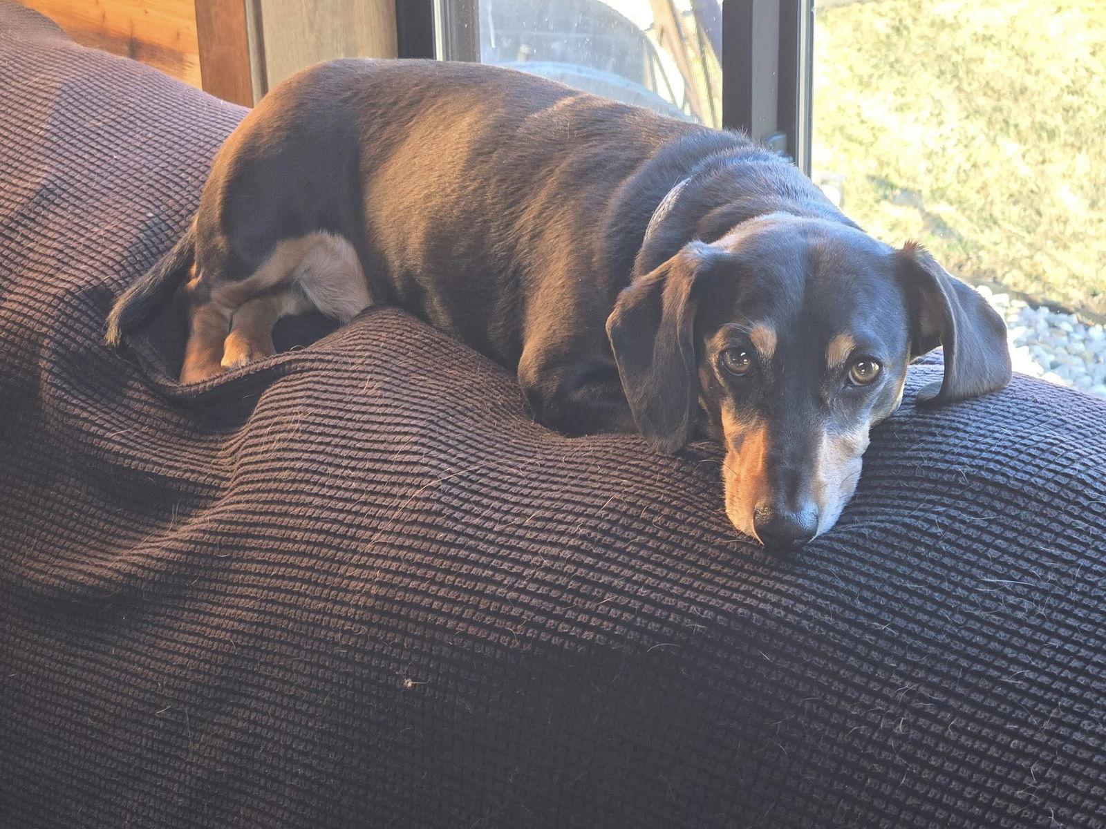 Chappy, Adoptable, Adult Male Dachshund & Cattle Dog.