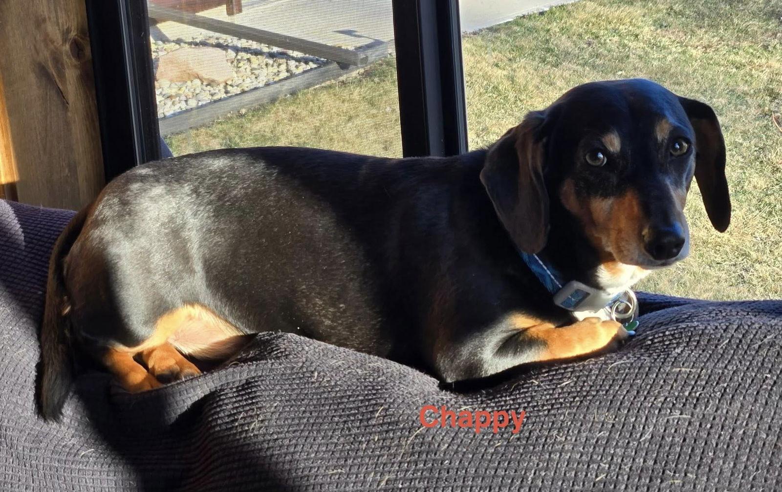 Enlarge Chappy, a Adoptable mixed breed in Sioux Falls, SD image 3/3