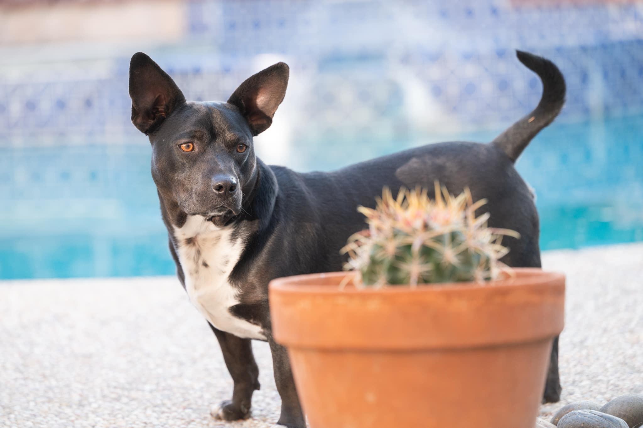 Enlarge Sammy, a ADOPTABLE mixed breed in tracy, CA image 2/3