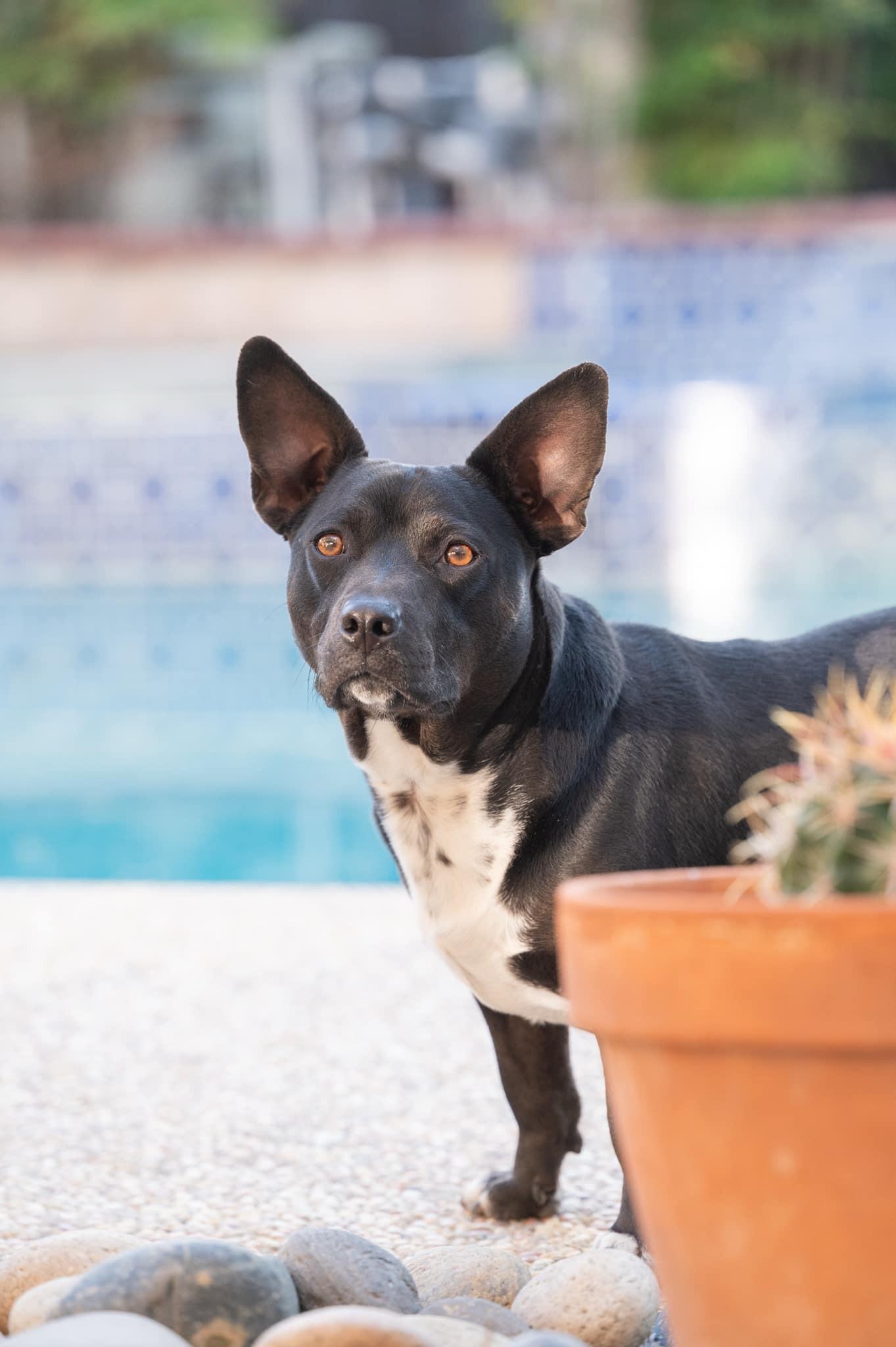 Sammy, ADOPTABLE, Adult Male Chihuahua & Pit Bull Terrier.