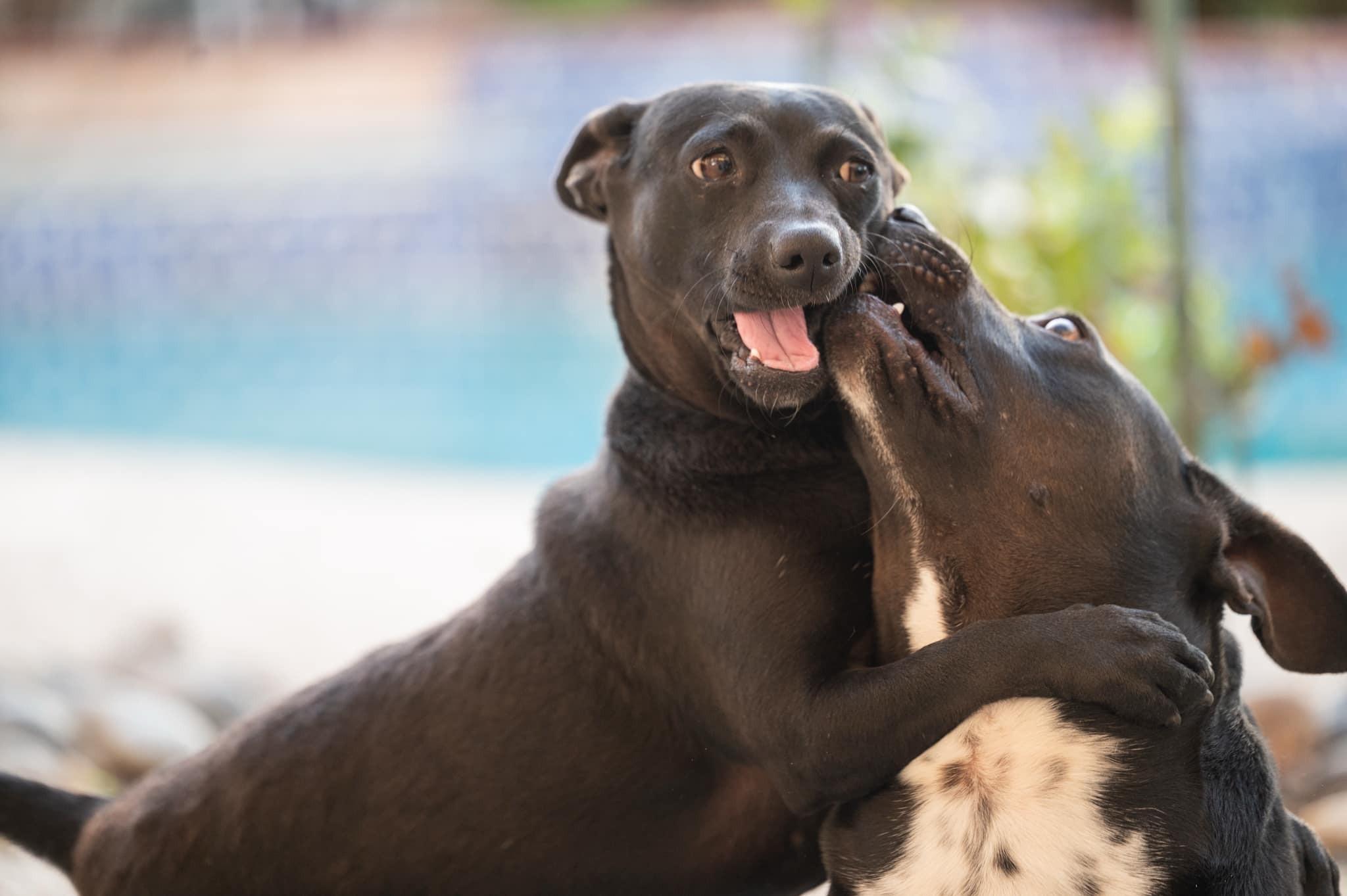 Enlarge Sammy, a ADOPTABLE mixed breed in tracy, CA image 3/3