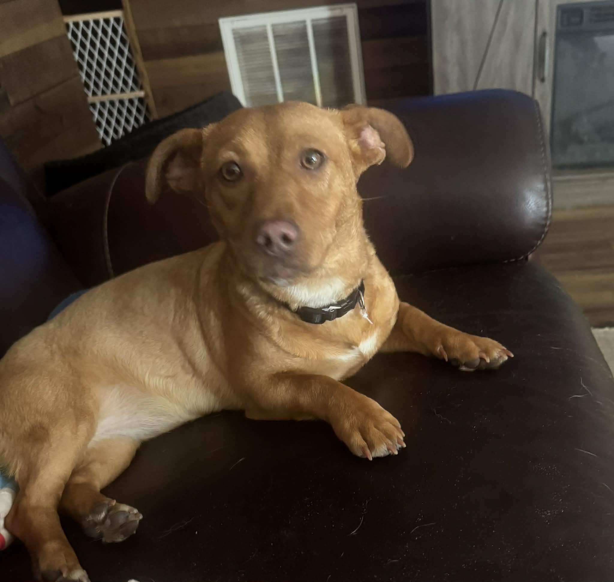 Enlarge Stella, an adopted mixed breed in Palm Bay, FL image 1/2