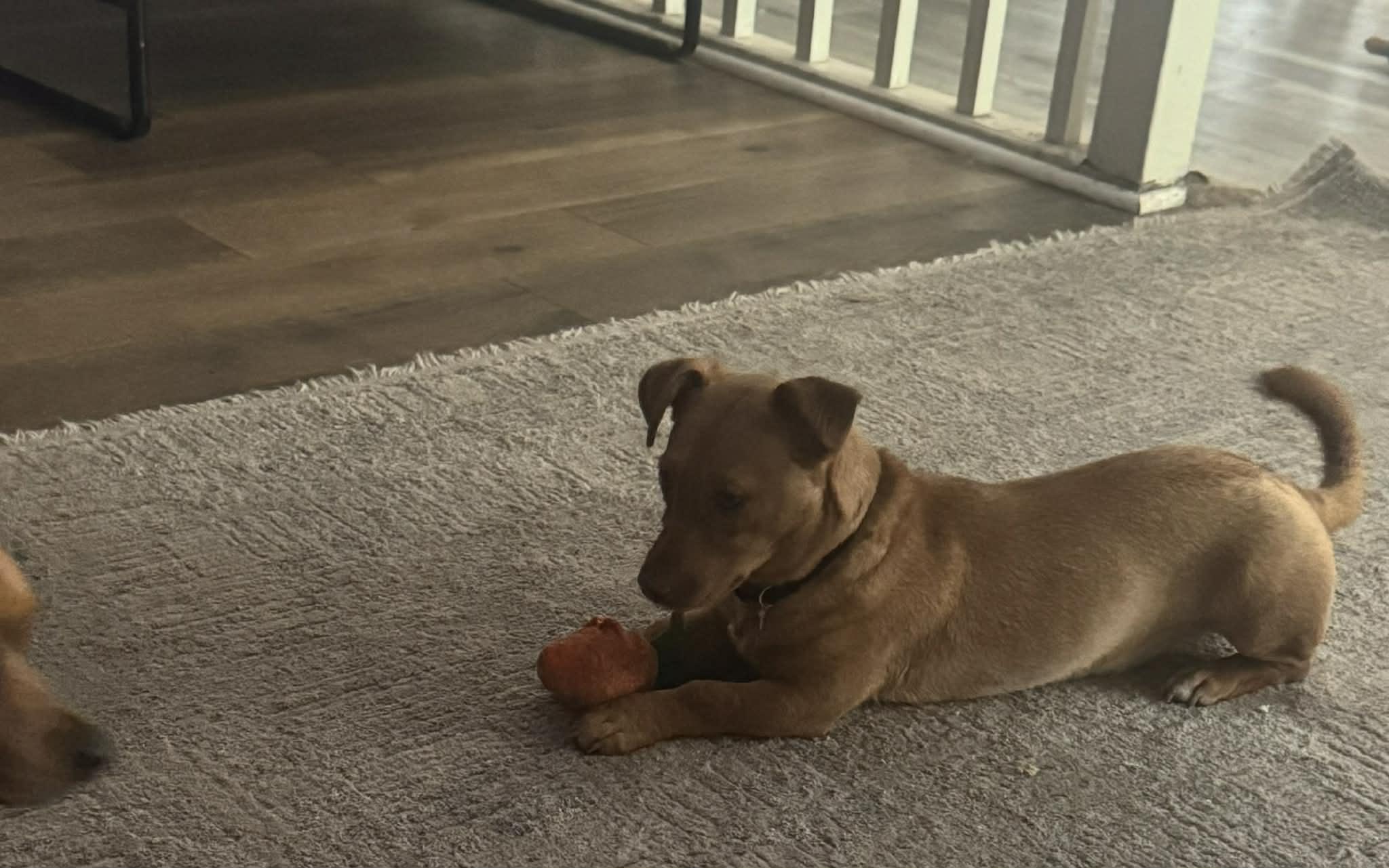 Enlarge Stella, an adopted mixed breed in Palm Bay, FL image 2/2