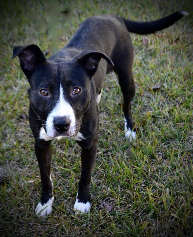 Jenna, a Adoptable mixed breed in Midlothian, VA image 1/2