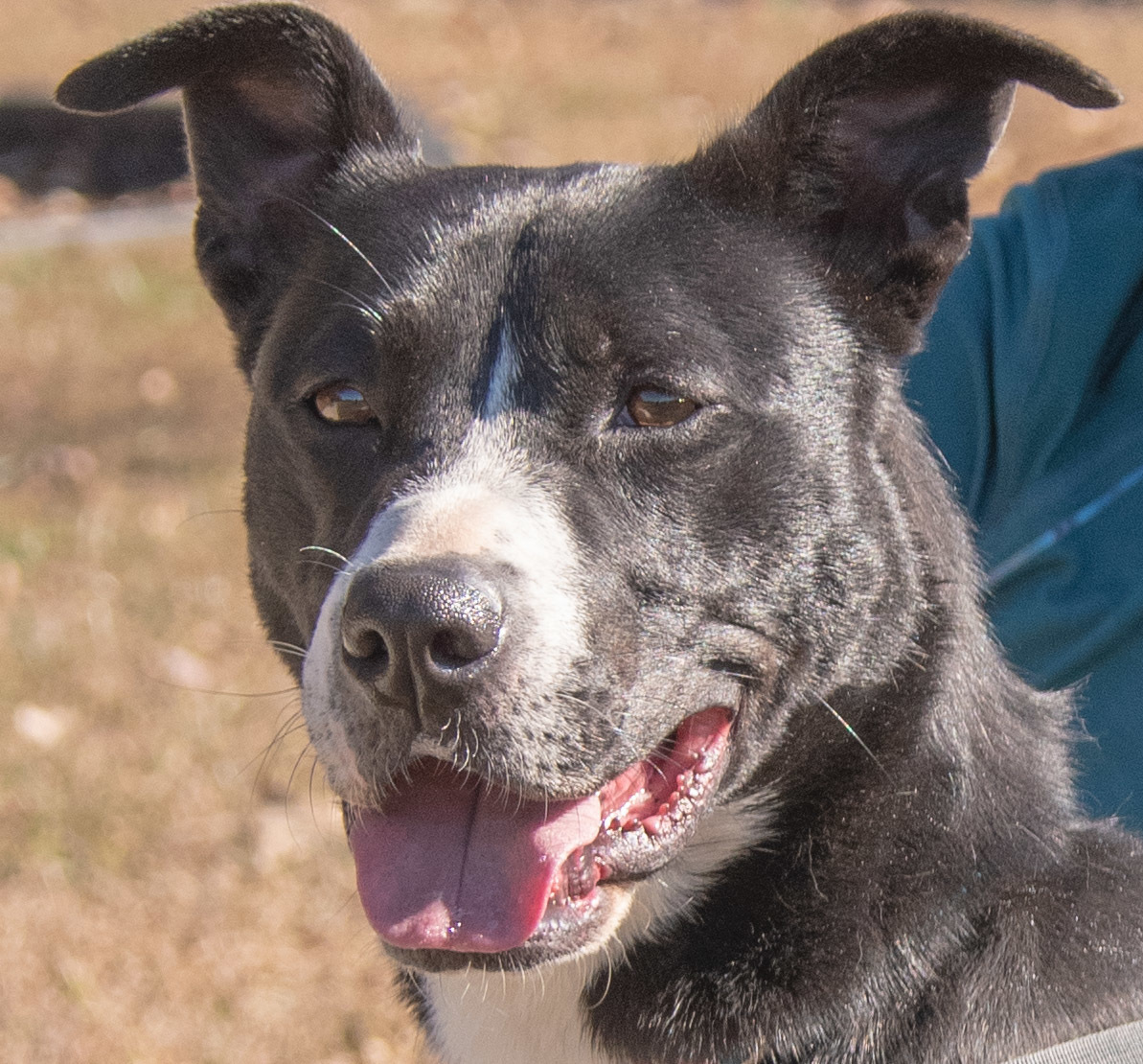 Jenna, a Adoptable mixed breed in Midlothian, VA image 2/2