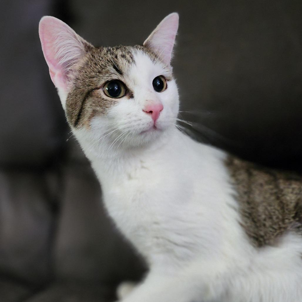 Enlarge Pixel, a Adoptable Domestic Short Hair in Centerville, TN image 1/1