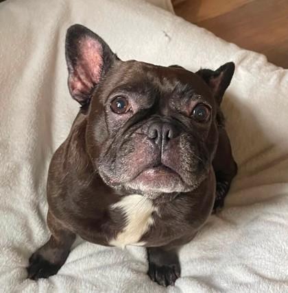 Enlarge GIGI MAE, a ADOPTABLE French Bulldog in Bonney Lake, WA image 3/3