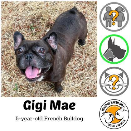 Enlarge GIGI MAE, a ADOPTABLE French Bulldog in Bonney Lake, WA image 1/3