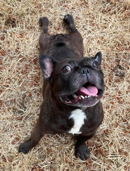 Enlarge GIGI MAE, a ADOPTABLE French Bulldog in Bonney Lake, WA image 2/3