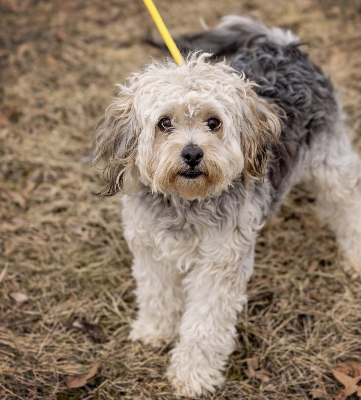 Enlarge Laverne , a Adoptable mixed breed in Elwood, IL image 5/6