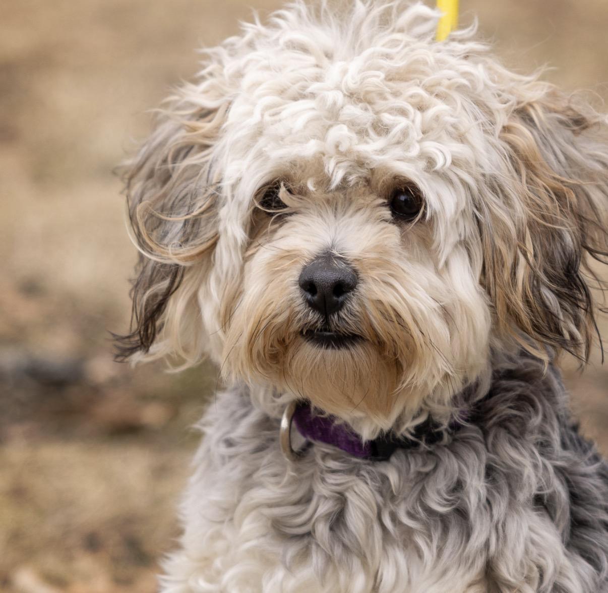 Enlarge Laverne , a Adoptable mixed breed in Elwood, IL image 3/6
