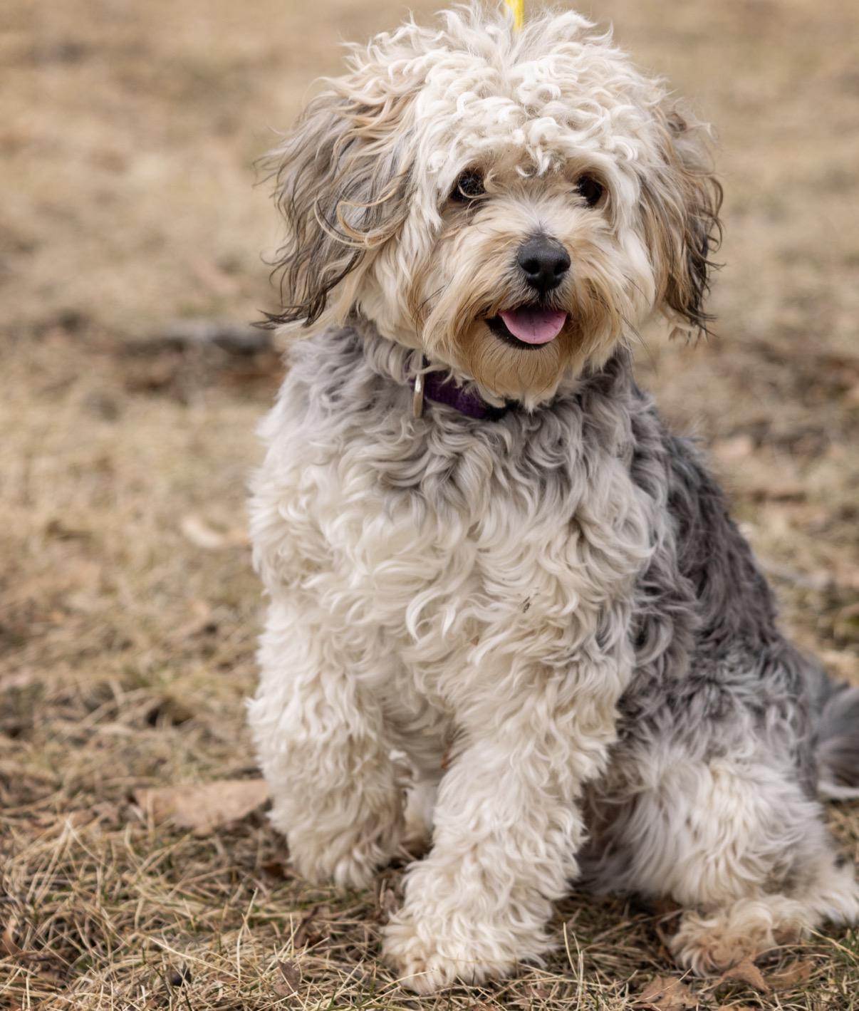 Enlarge Laverne , a Adoptable mixed breed in Elwood, IL image 4/6