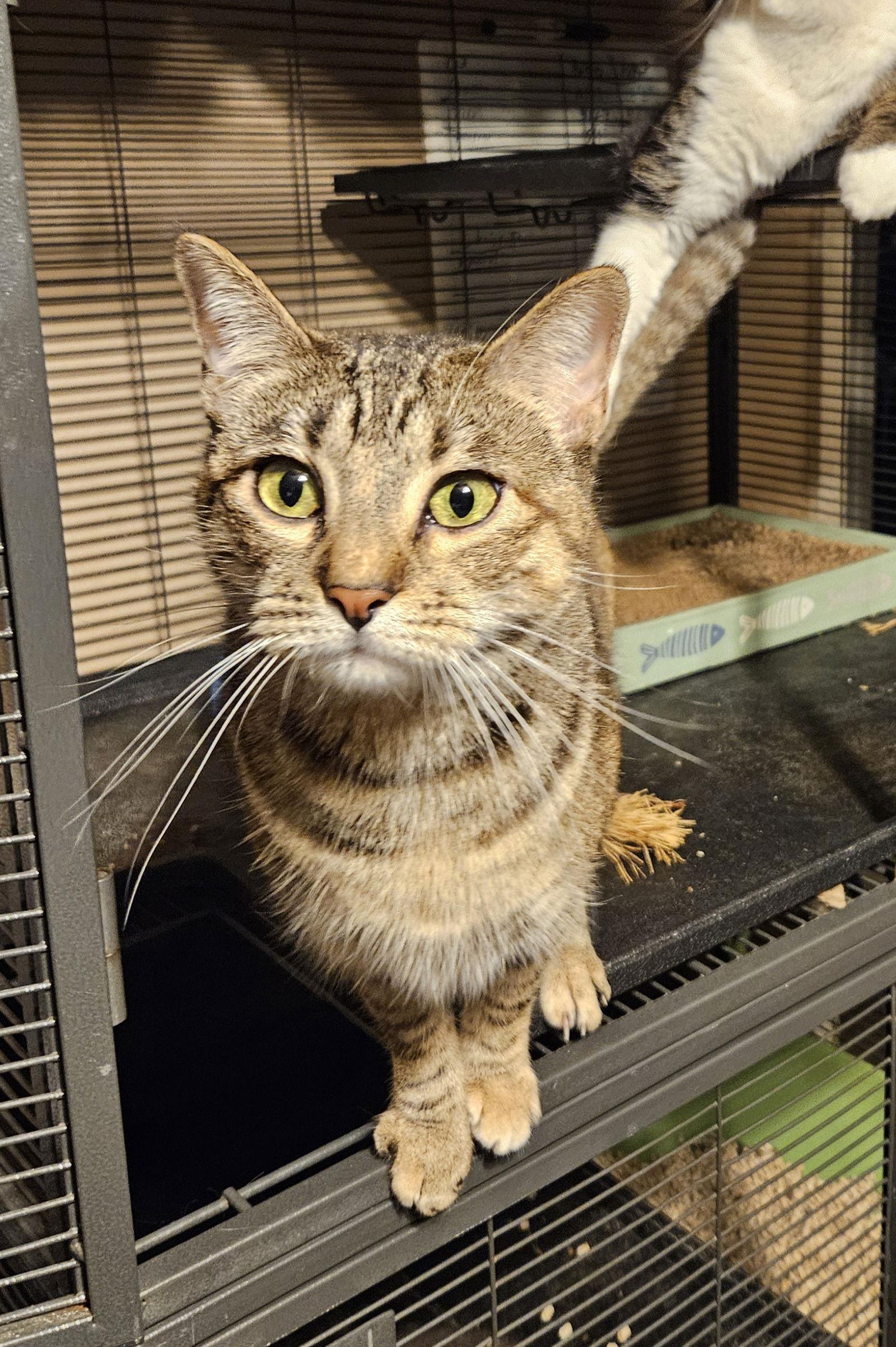 Enlarge MK, a Adoptable Domestic Short Hair in Plano, TX image 2/3