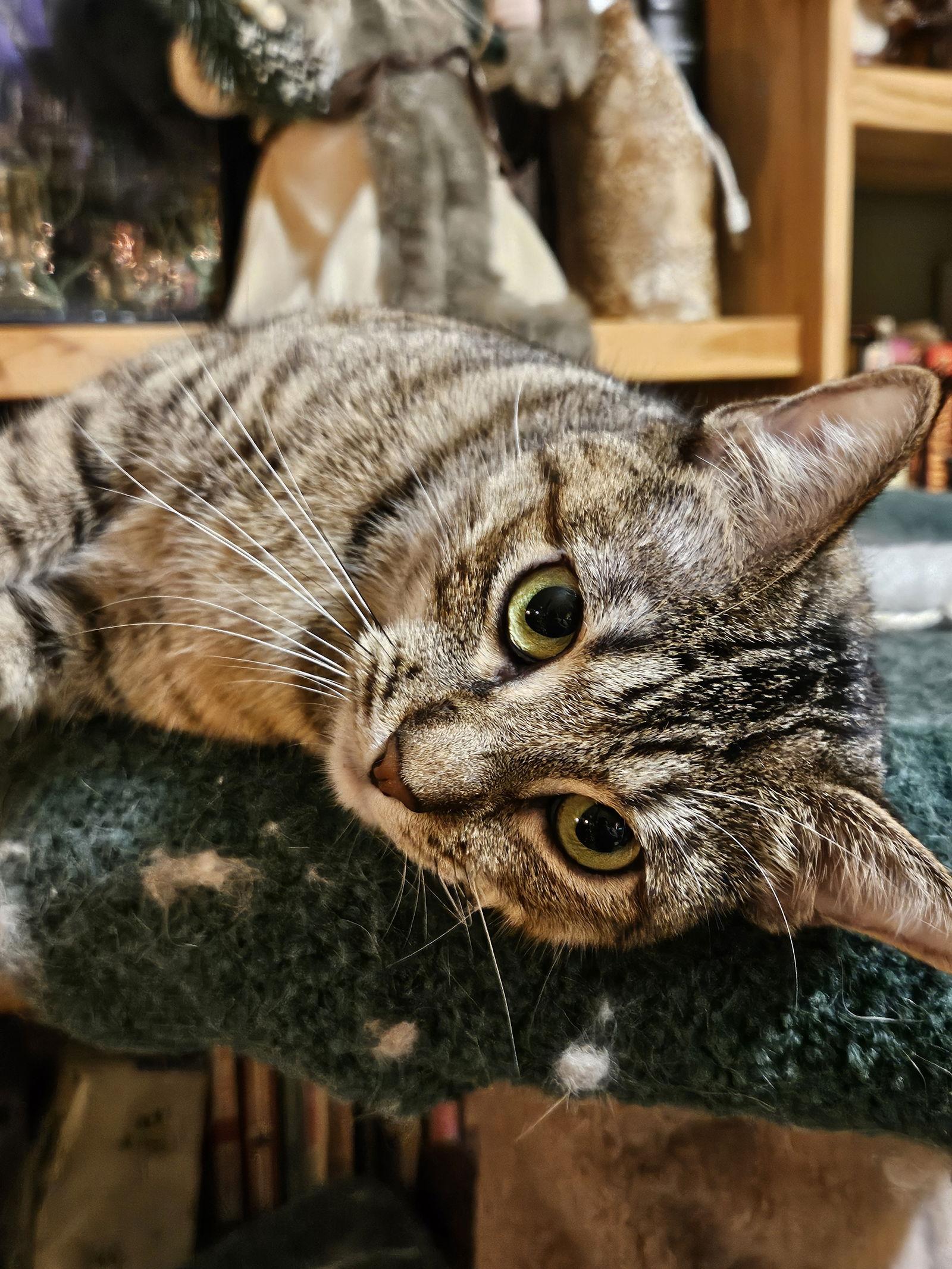 Enlarge MK, a Adoptable Domestic Short Hair in Plano, TX image 3/3