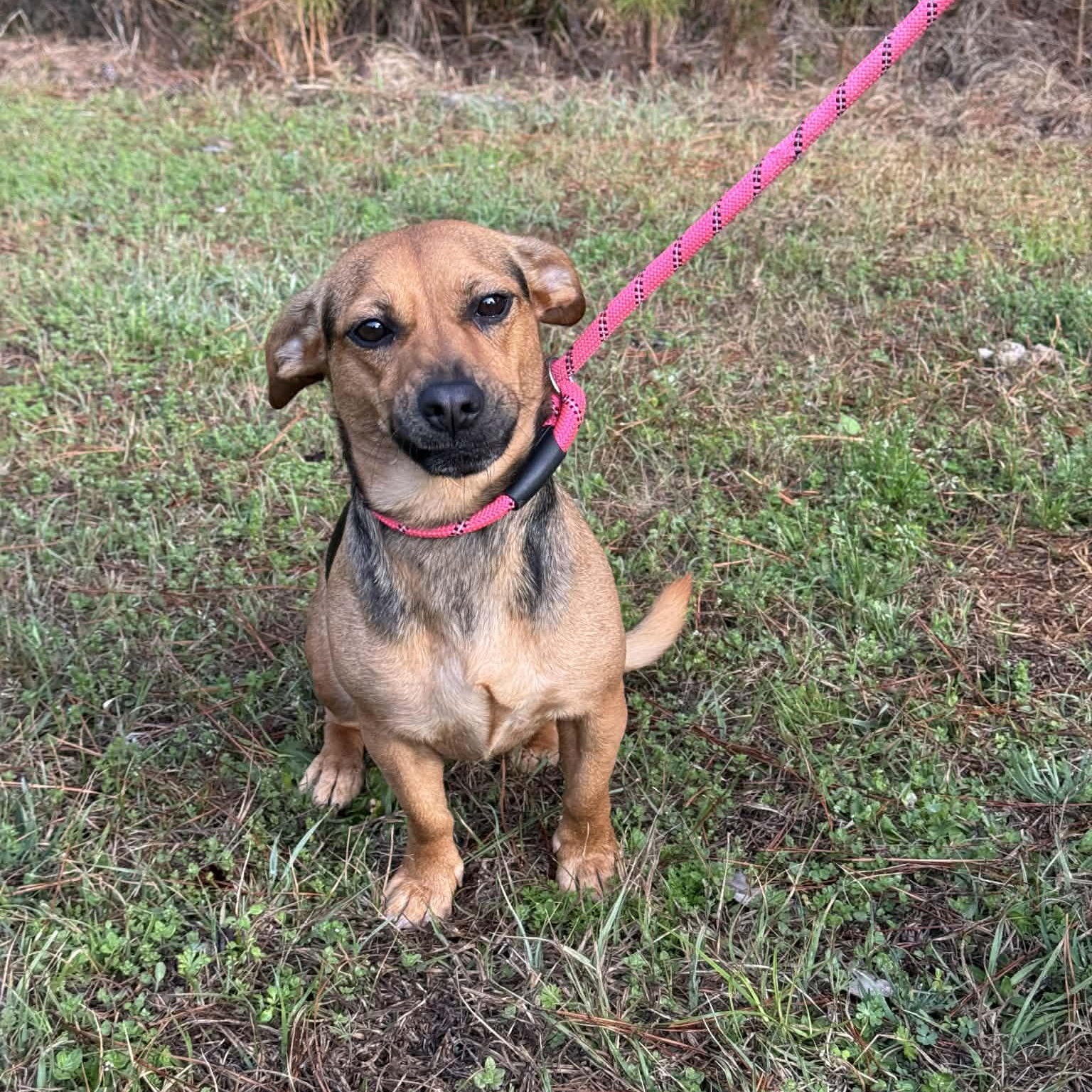 Enlarge Lil Alice, a ADOPTABLE mixed breed in Blue Bell, PA image 1/5