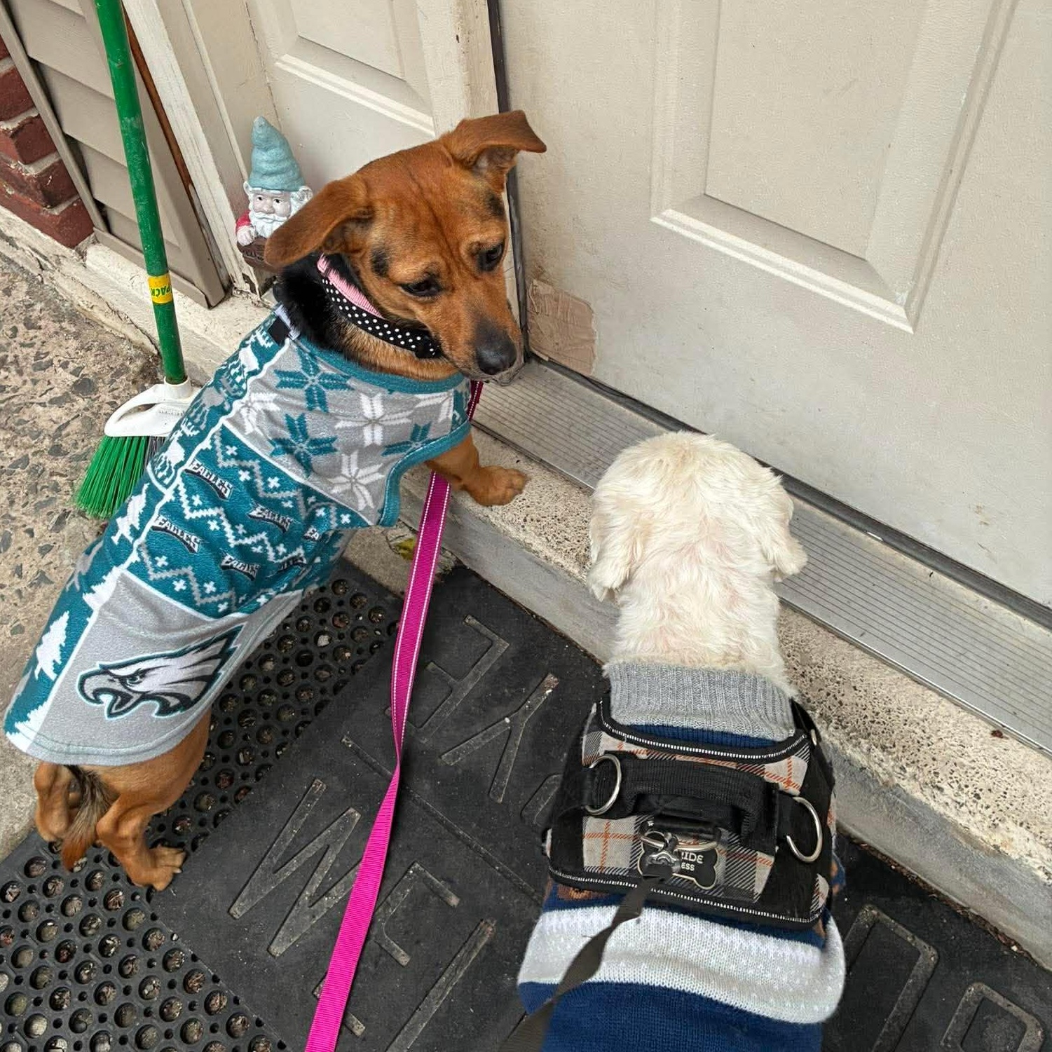 Enlarge Lil Alice, a ADOPTABLE mixed breed in Blue Bell, PA image 2/5