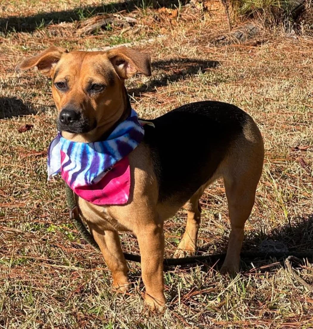 Enlarge Lil Alice, a ADOPTABLE mixed breed in Blue Bell, PA image 5/5