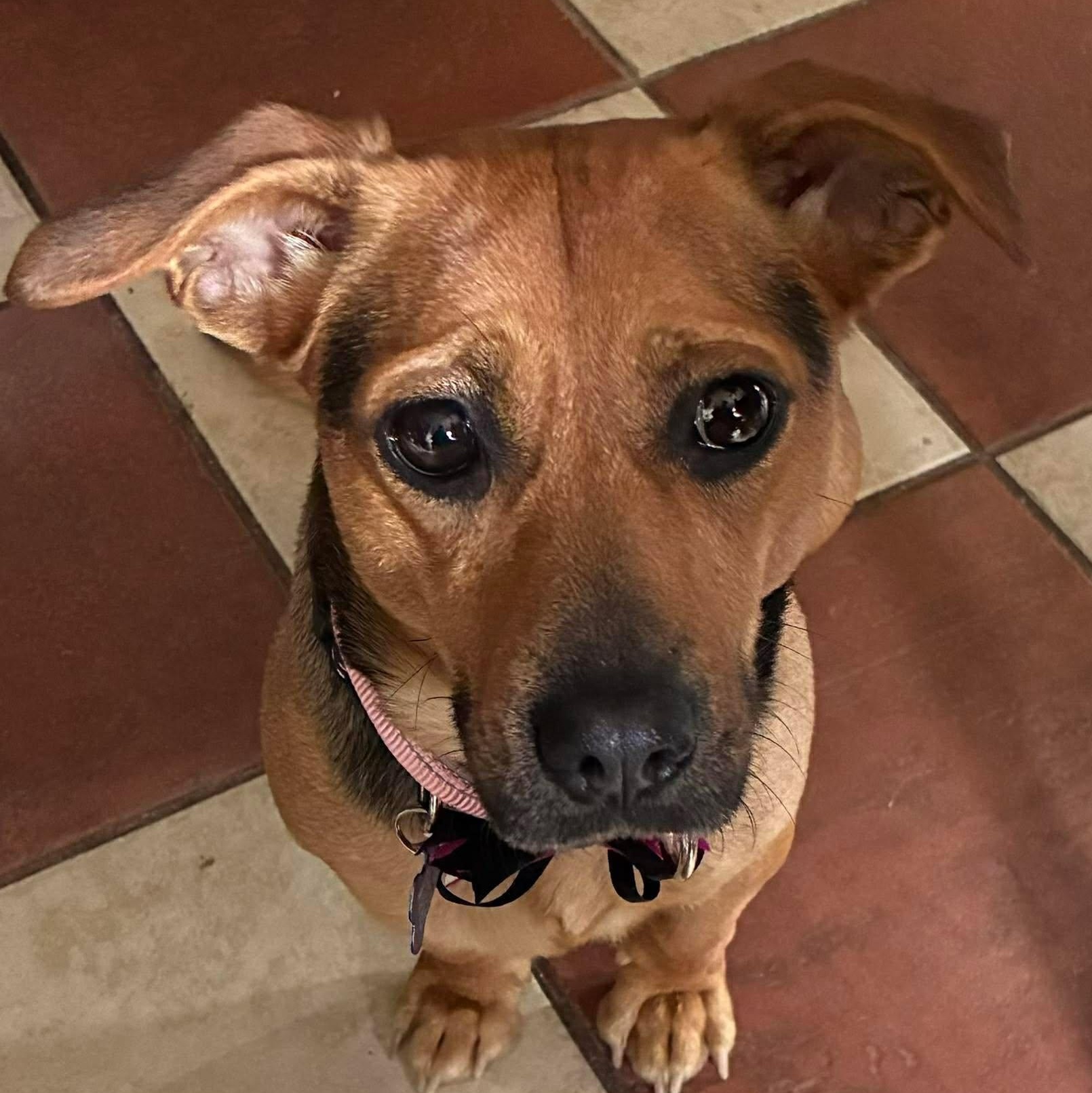 Enlarge Lil Alice, a ADOPTABLE mixed breed in Blue Bell, PA image 4/5