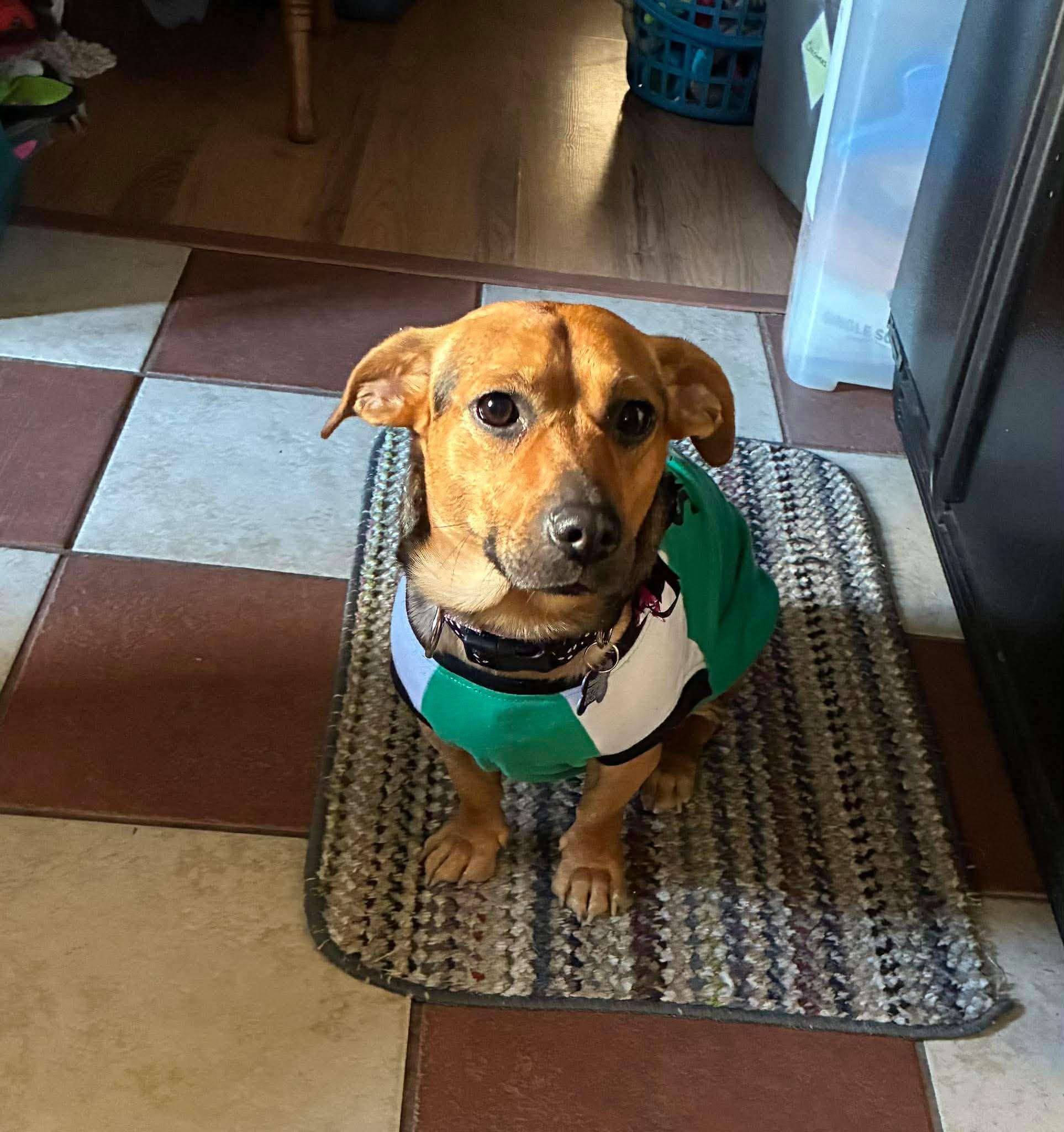 Enlarge Lil Alice, a ADOPTABLE mixed breed in Blue Bell, PA image 3/5