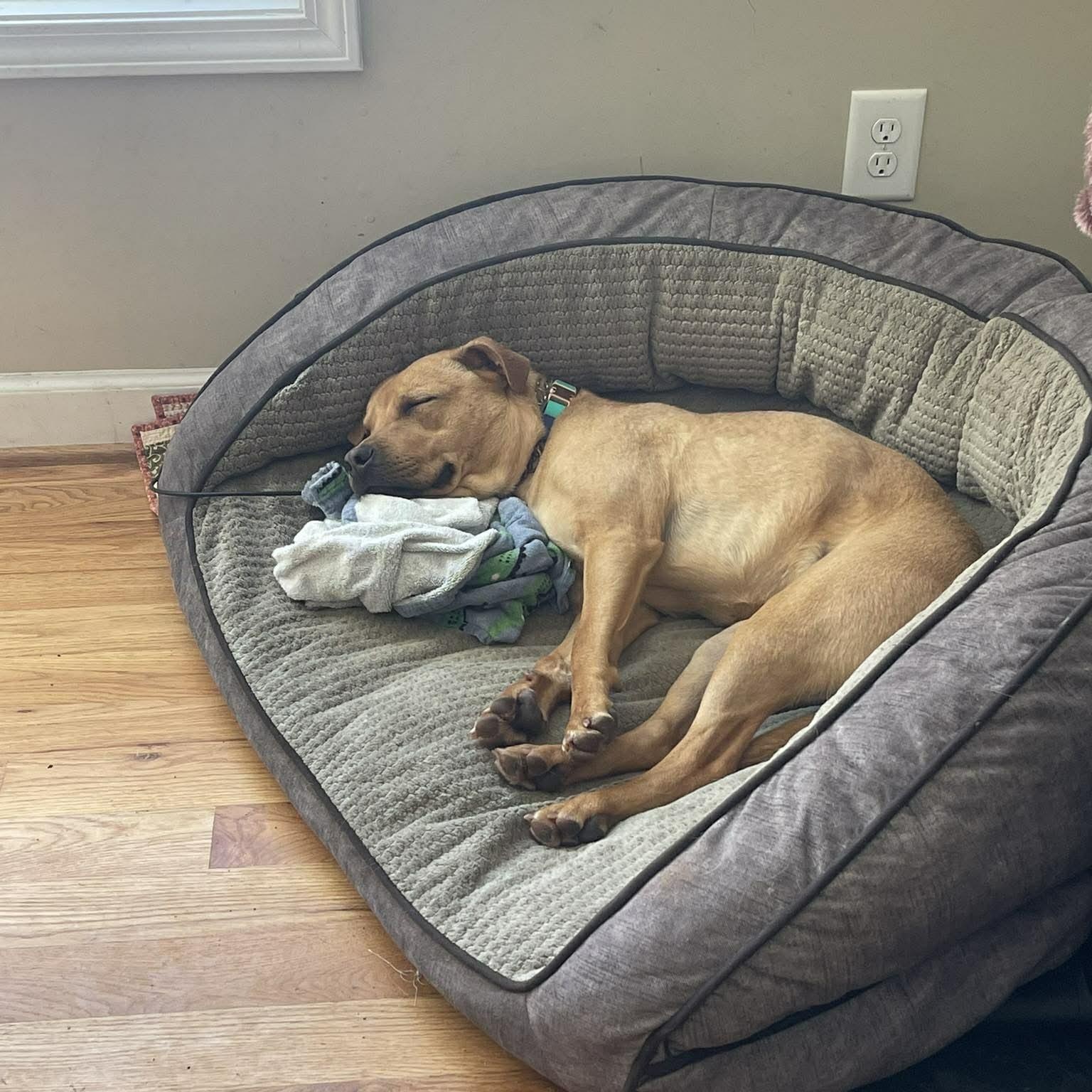 Enlarge Goose, a ADOPTABLE American Staffordshire Terrier in Charlotte, NC image 4/6