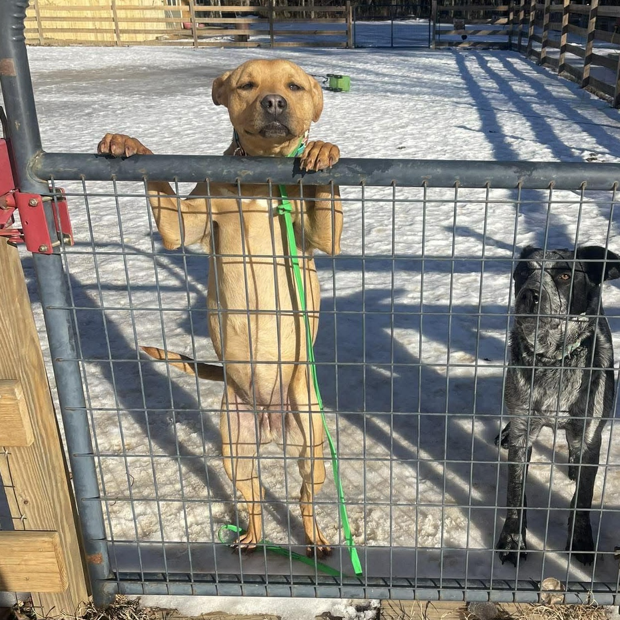 Enlarge Goose, a ADOPTABLE American Staffordshire Terrier in Charlotte, NC image 2/6