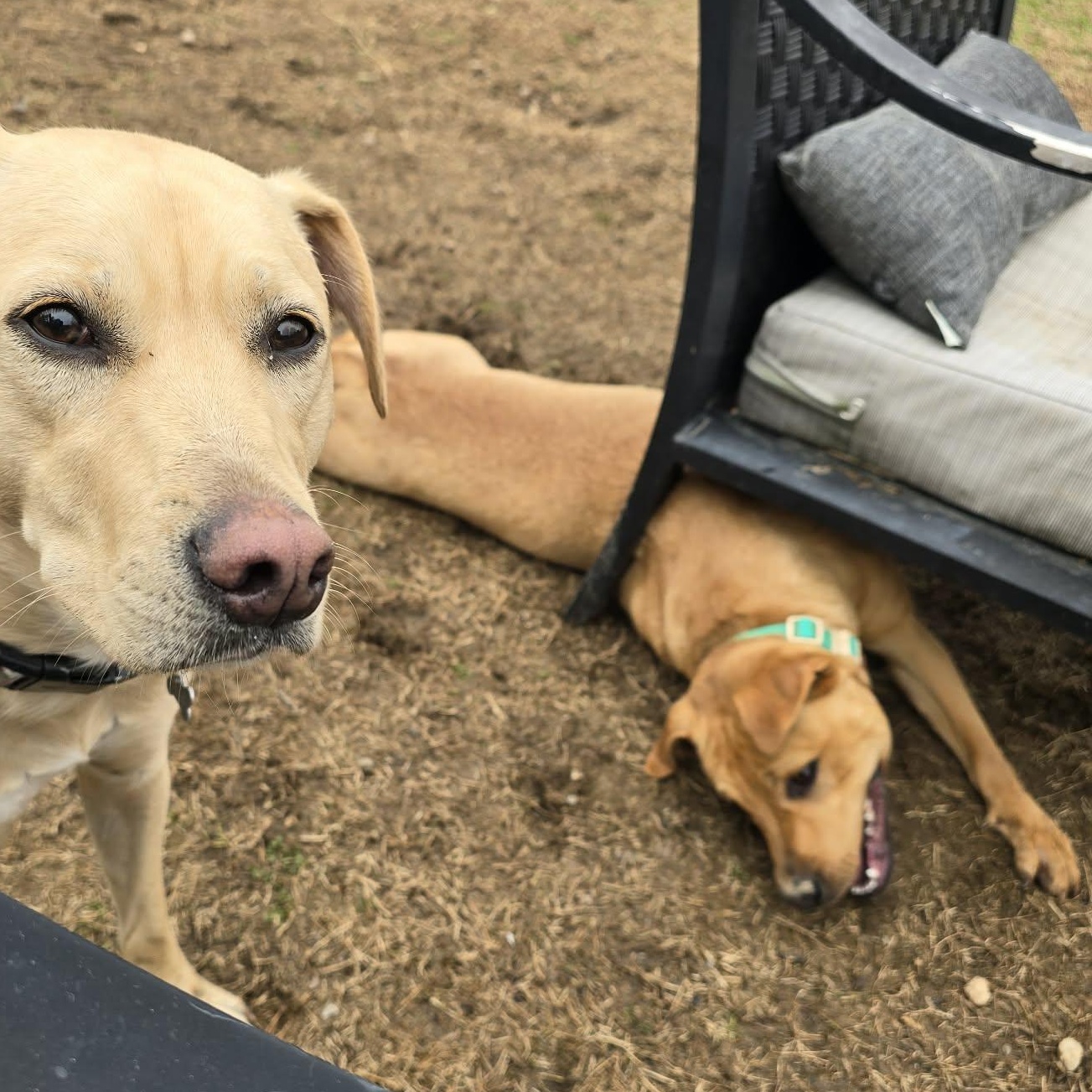 Enlarge Goose, a ADOPTABLE American Staffordshire Terrier in Charlotte, NC image 6/6