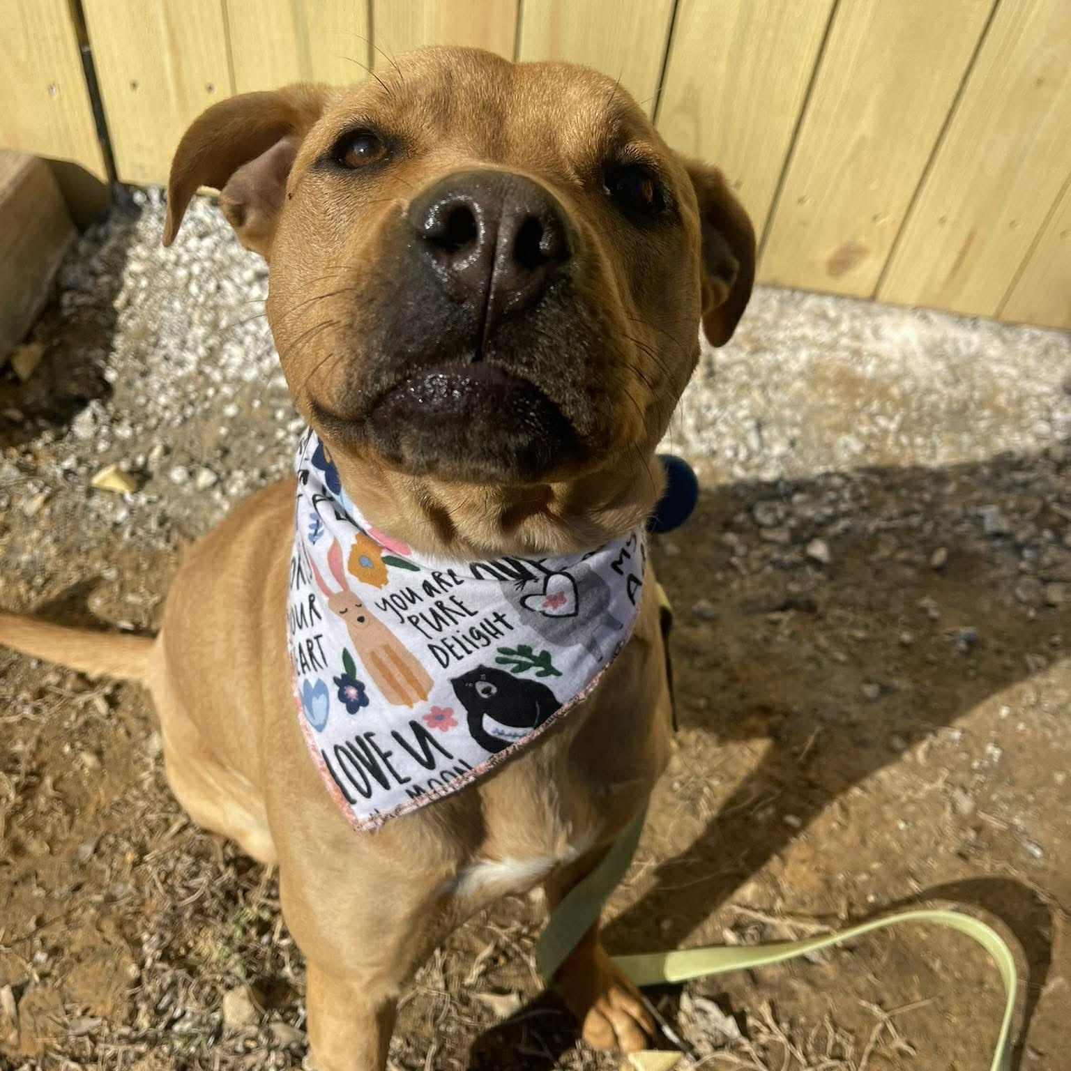 Goose, ADOPTABLE, Young Female American Staffordshire Terrier.