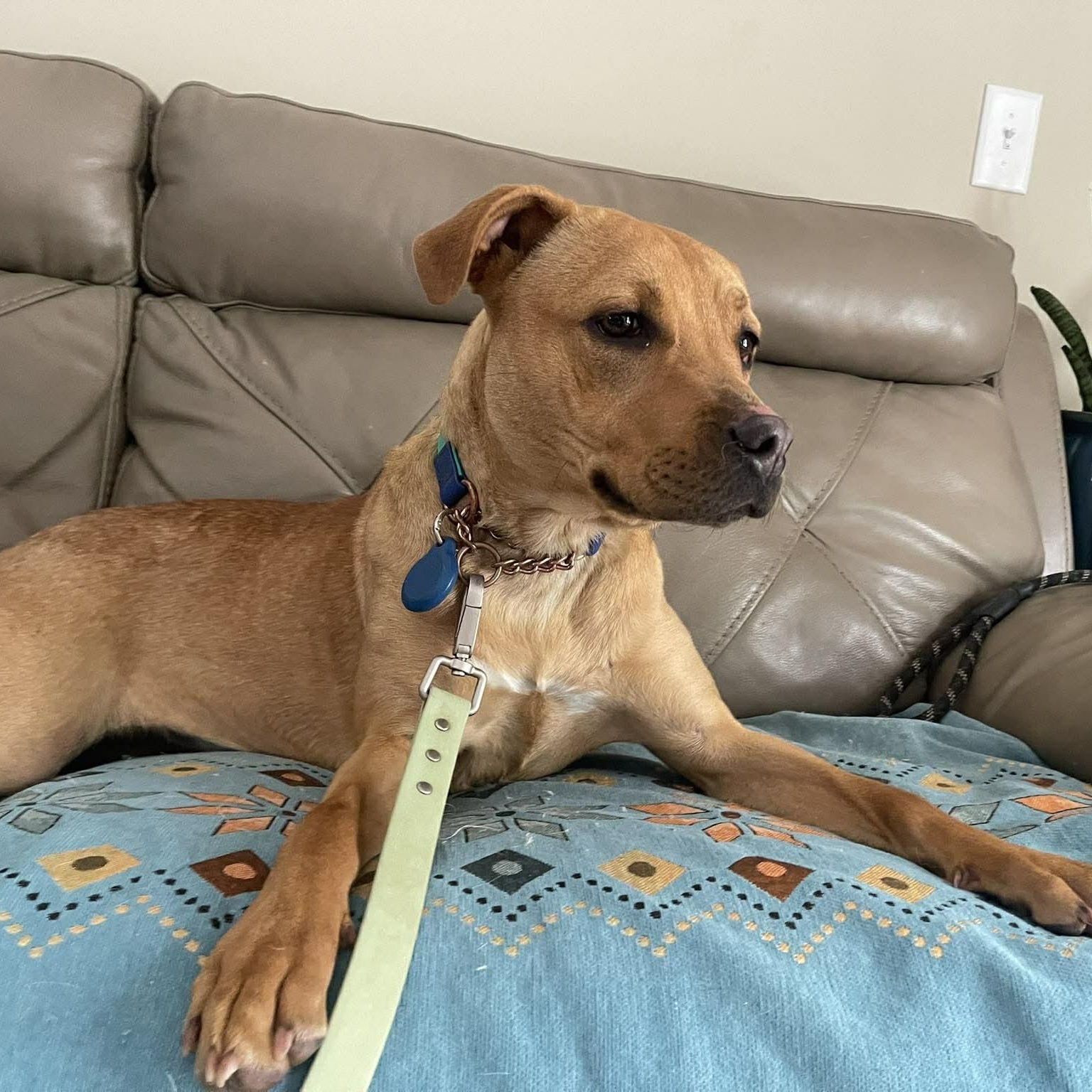 Enlarge Goose, a ADOPTABLE American Staffordshire Terrier in Charlotte, NC image 5/6