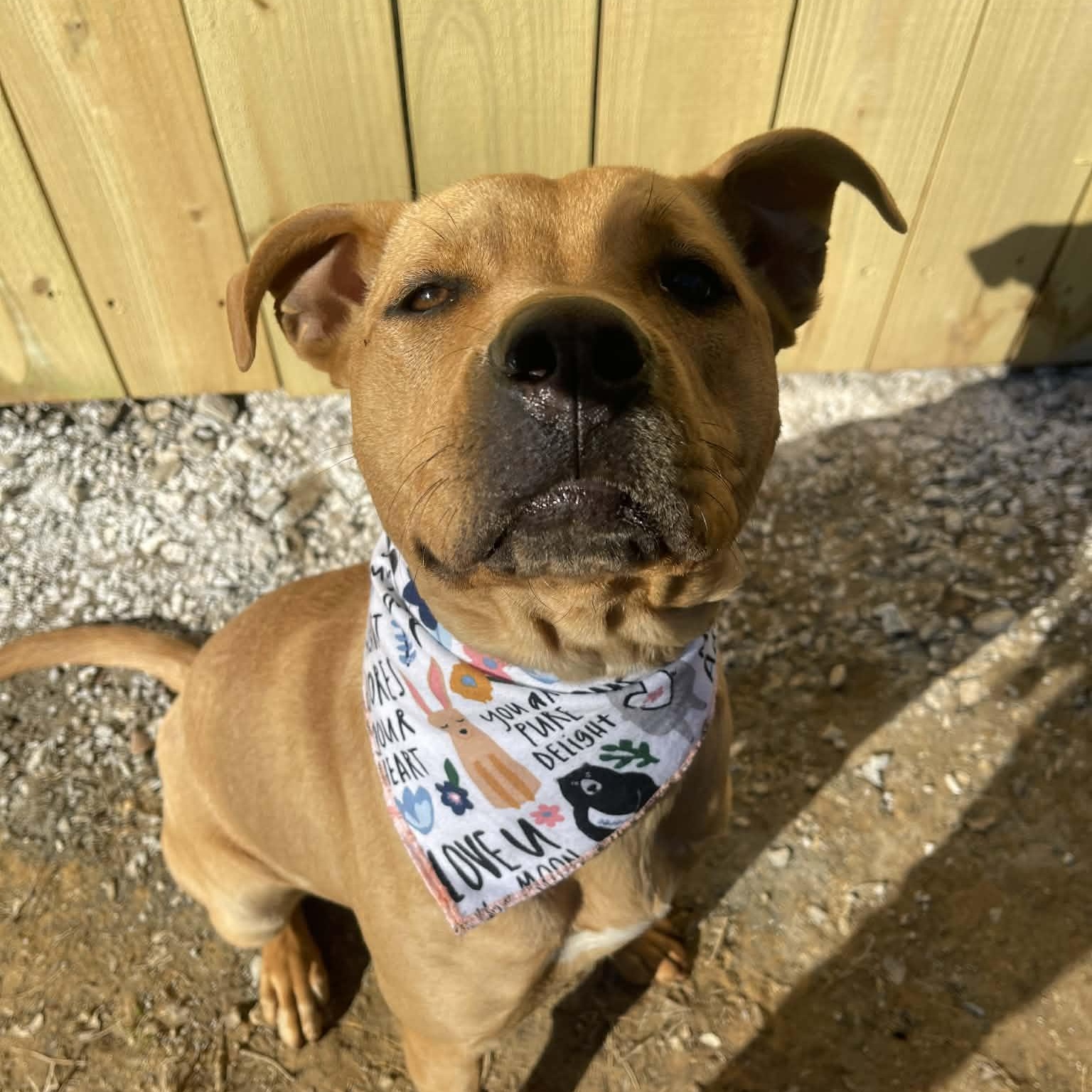 Enlarge Goose, a ADOPTABLE American Staffordshire Terrier in Charlotte, NC image 3/6