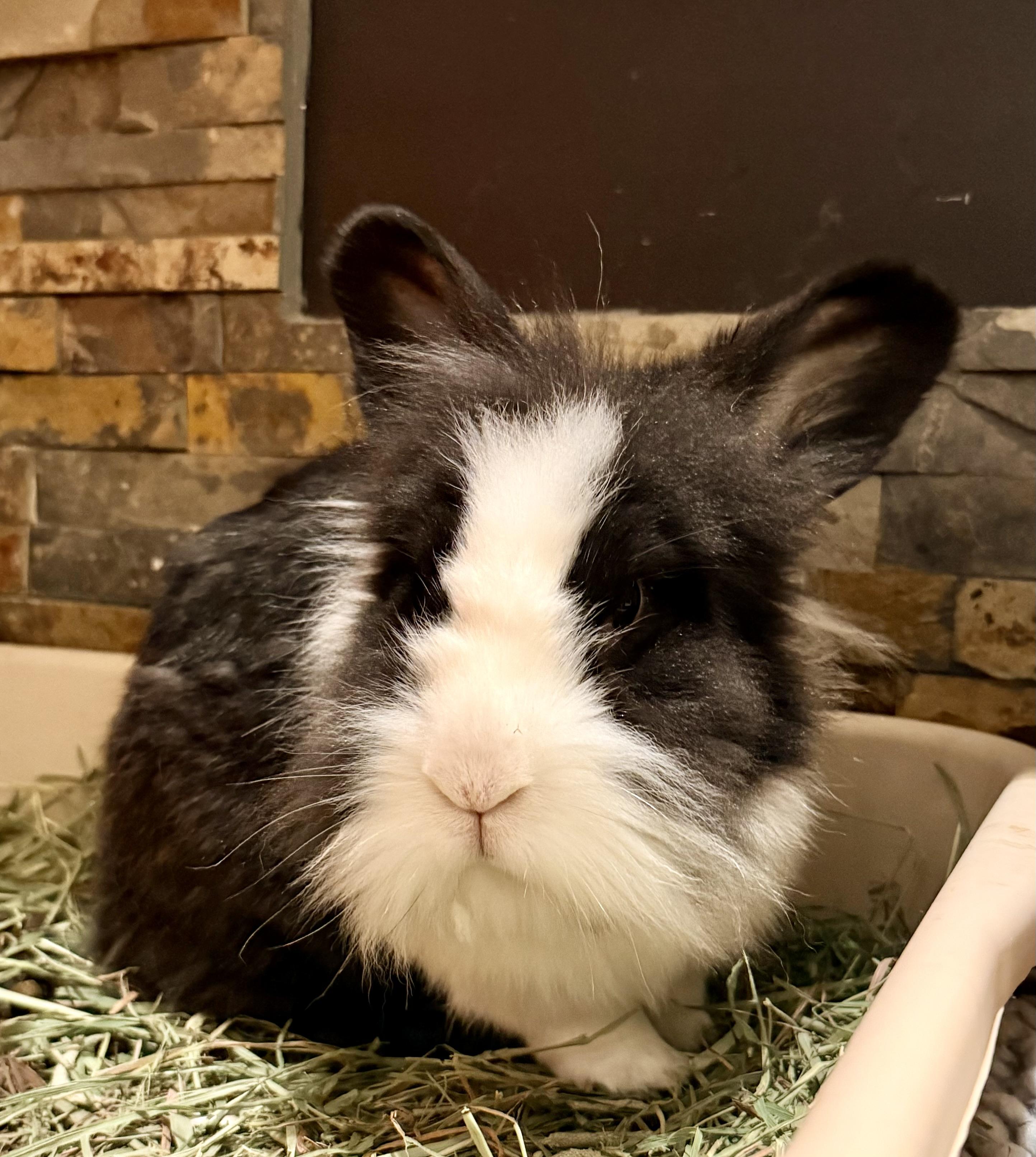 Enlarge Walter, a ADOPTABLE Lionhead in Rancho Cordova, CA image 3/4