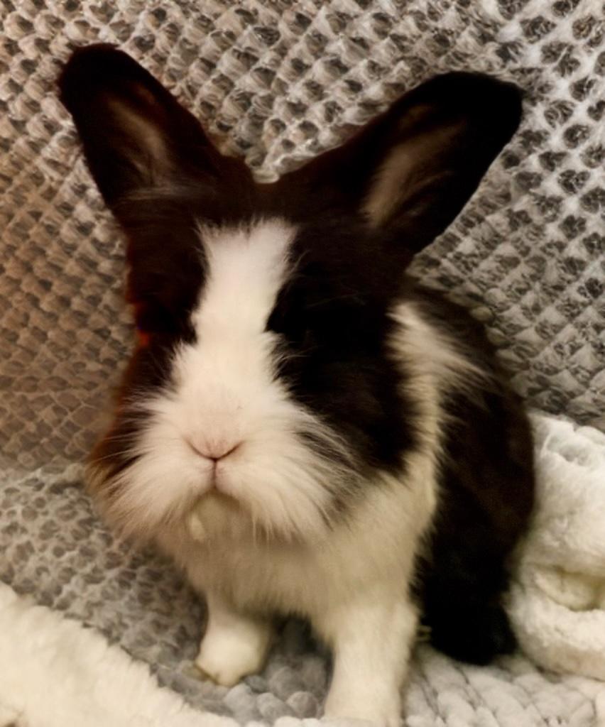 Enlarge Walter, a ADOPTABLE Lionhead in Rancho Cordova, CA image 2/4