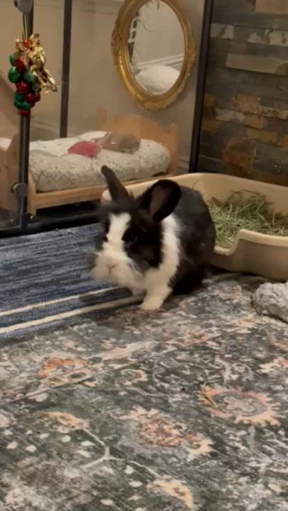 Enlarge Walter, a ADOPTABLE Lionhead in Rancho Cordova, CA video 4/4