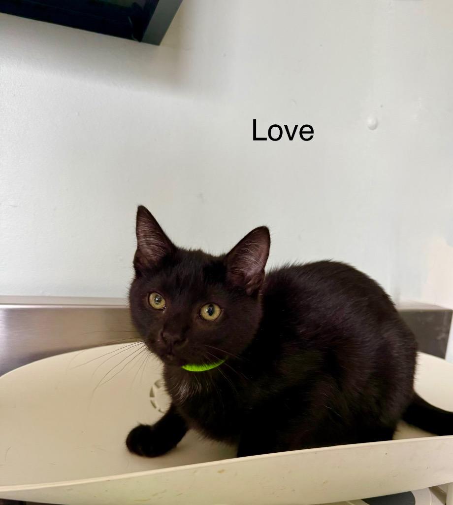 Love, Adoptable, Young Female Domestic Short Hair.